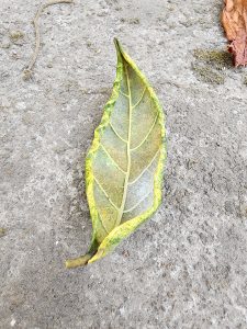 Dried green leaf in a boat shape.
