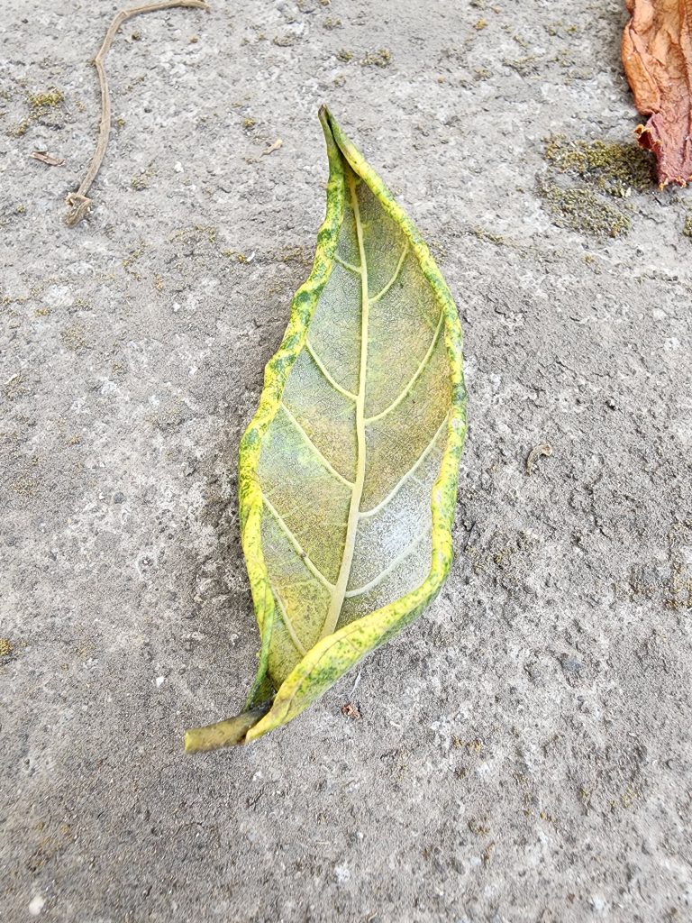 Dried green leaf in a boat shape.