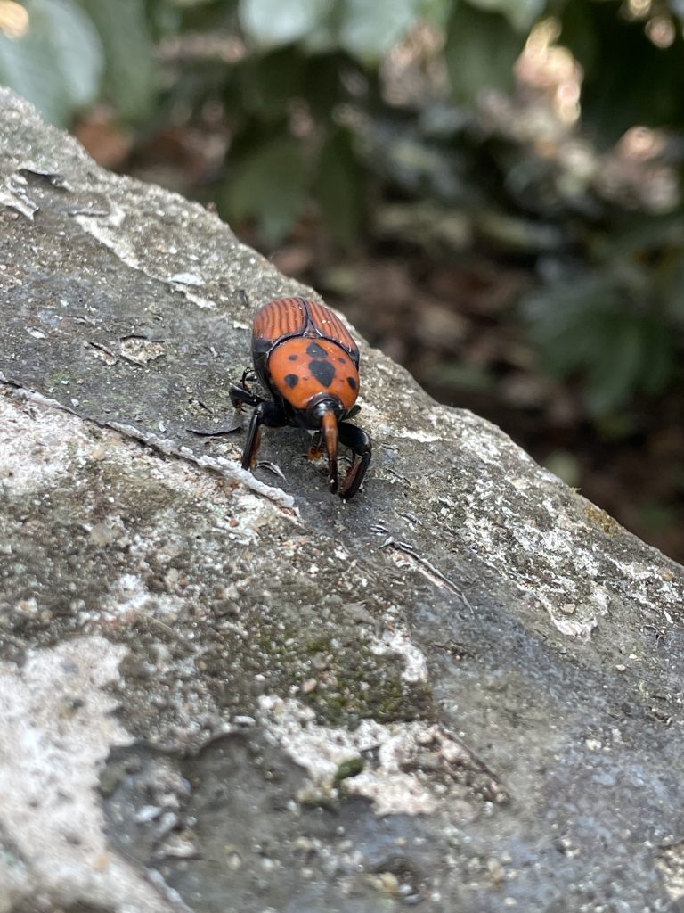 A variety of weevil.