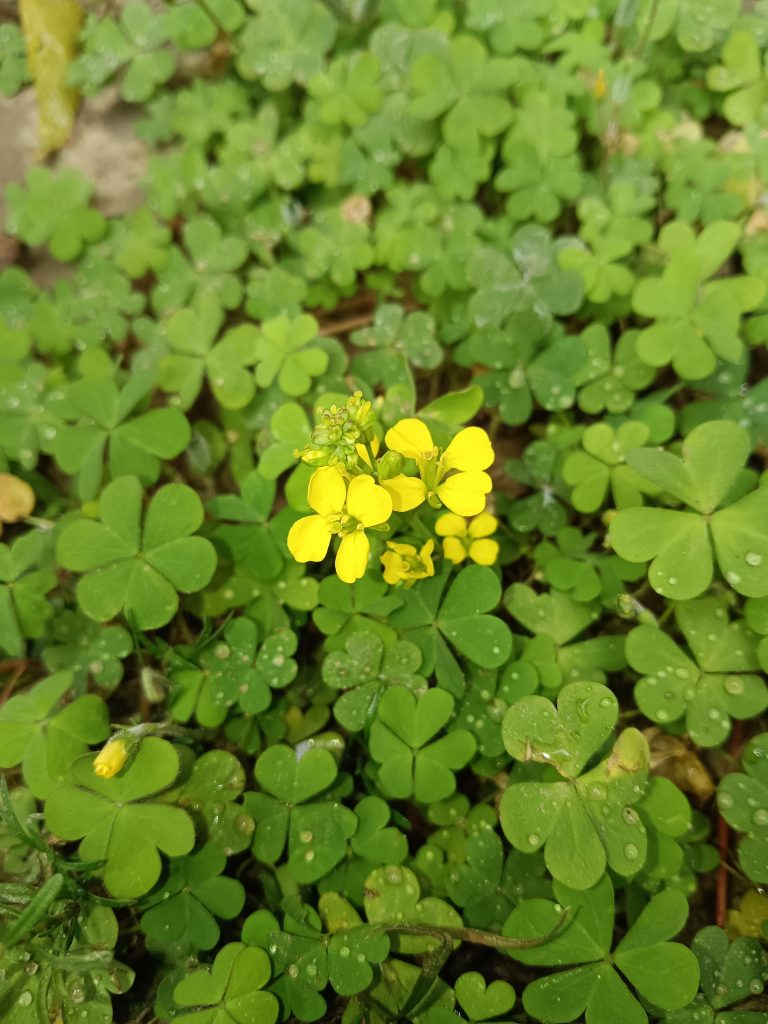 A mustard Plant, close up.