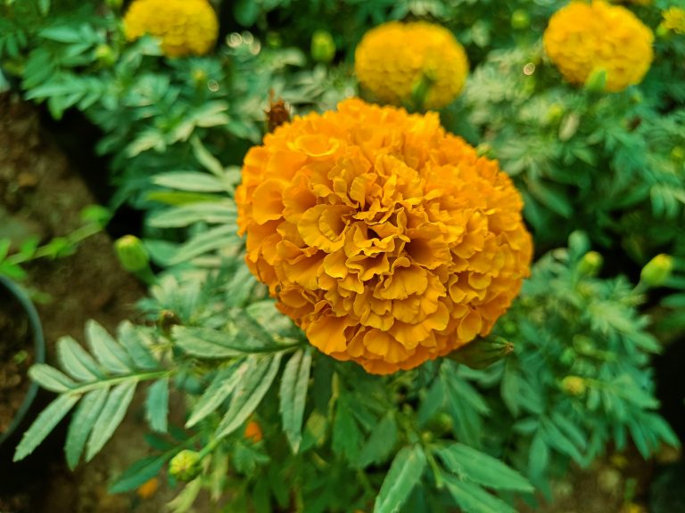 A marigold flower