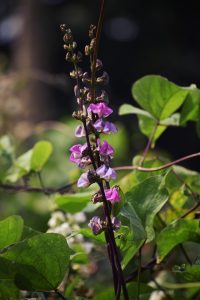 A lone purple Bean flower surrounded by greenery.
