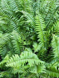 Ferns: Nature's intricate dancers, gracefully unfurling in the forest's embrace. 