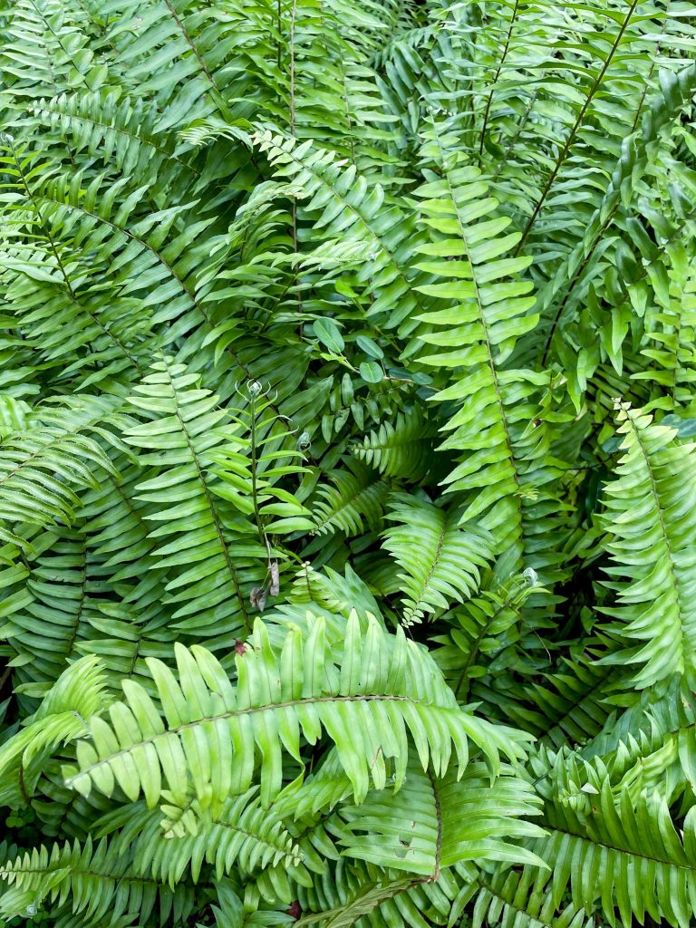 Ferns: Nature’s intricate dancers, gracefully unfurling in the forest’s embrace.