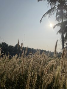 Grasses shine in the sunrise. A morning view from Kerala, India.