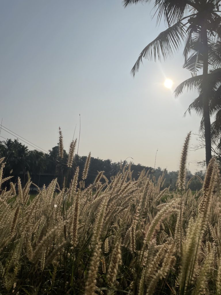 Grasses shine in the sunrise. A morning view from Kerala, India.