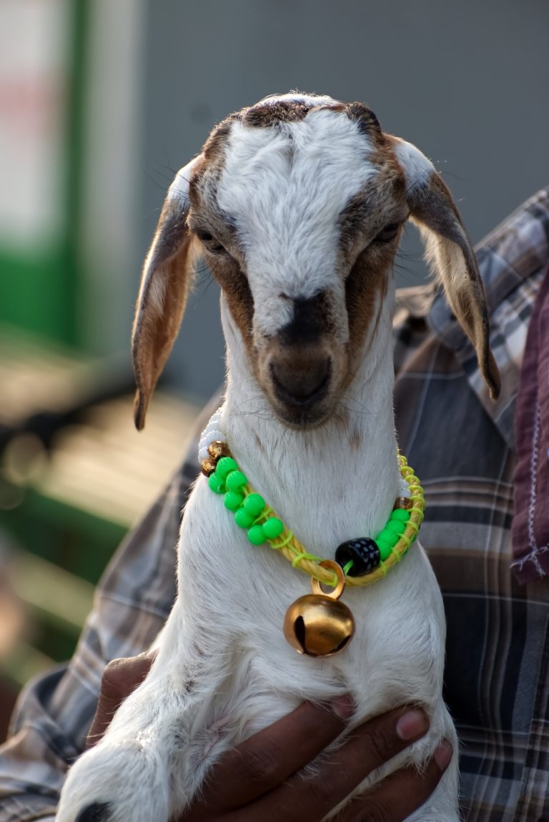 Baby goat with a beaded collar