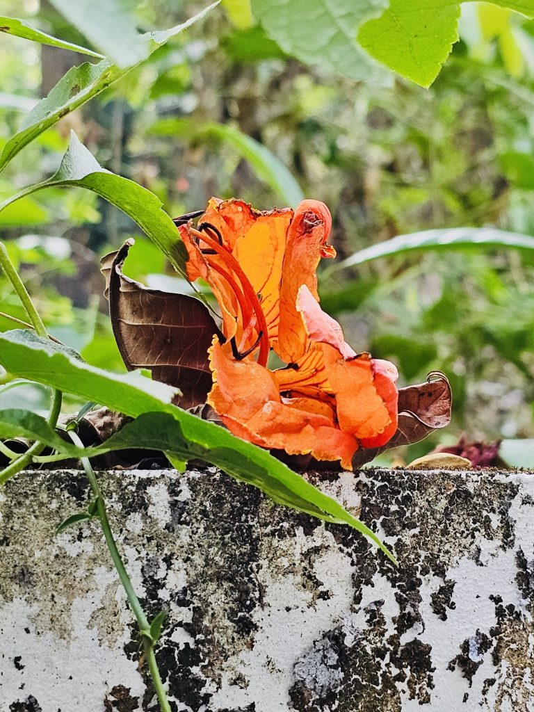 A fallen flower of Spathodea campanulata tree. It is commonly known as the African tulip tree. From Perumanna, Kozhikode, Kerala.