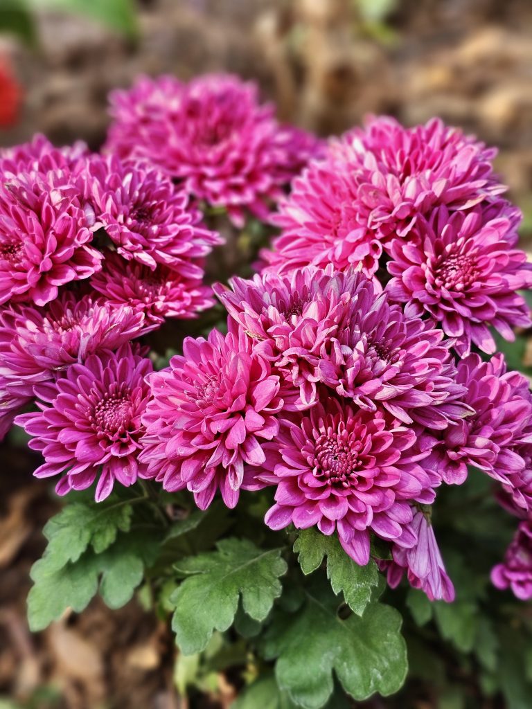 Rose colour Chrysanthemums flowers. From Kamala Nehru Park, Pune, Maharashtra.