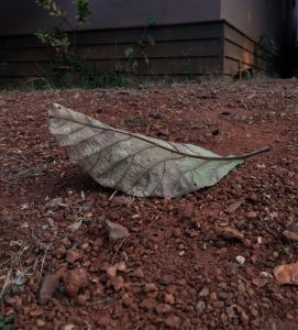 A faded leaf lying on the ground.