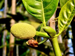 A close up of a tender jackfruit and it flower buds. From Perumanna, Kozhikode, Kerala.