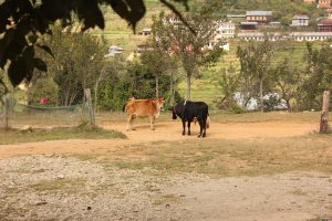 A pair of cows with a backdrop of trees and houses in a village. 