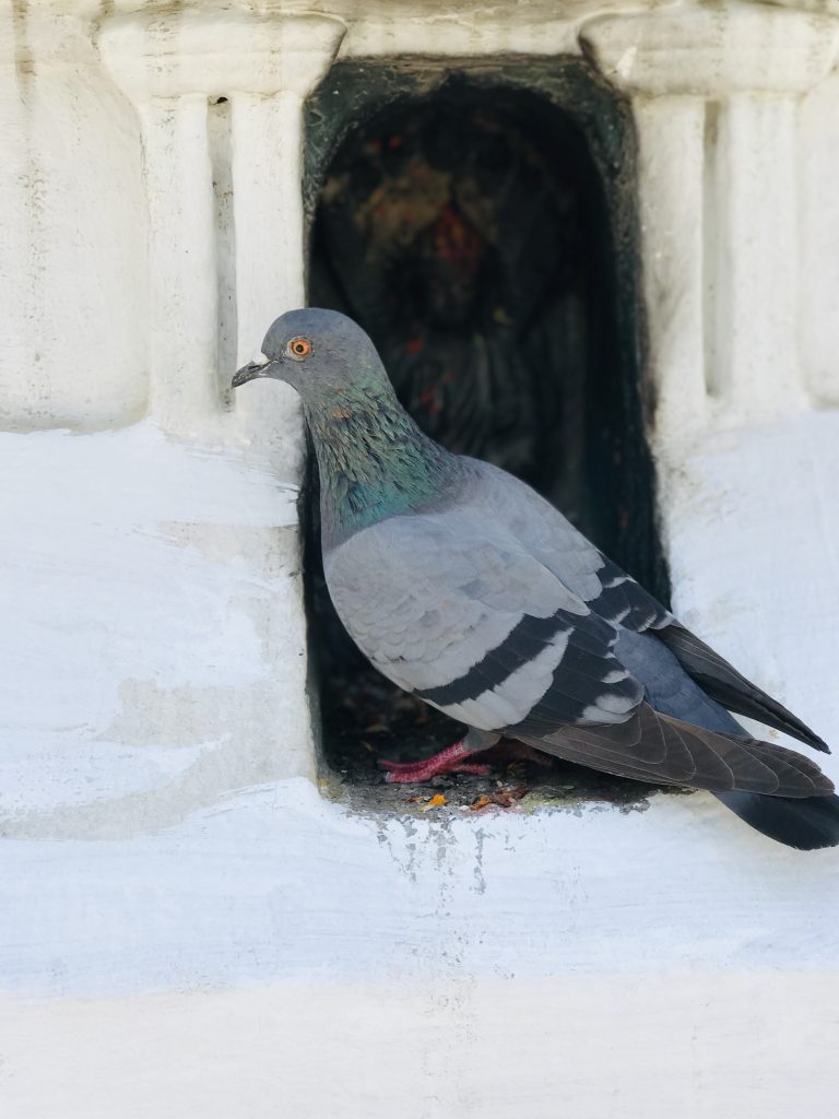 Pigeon sitting in a window