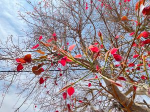  Peepal tree(Ficus religiosa) with new reddish leaves.
