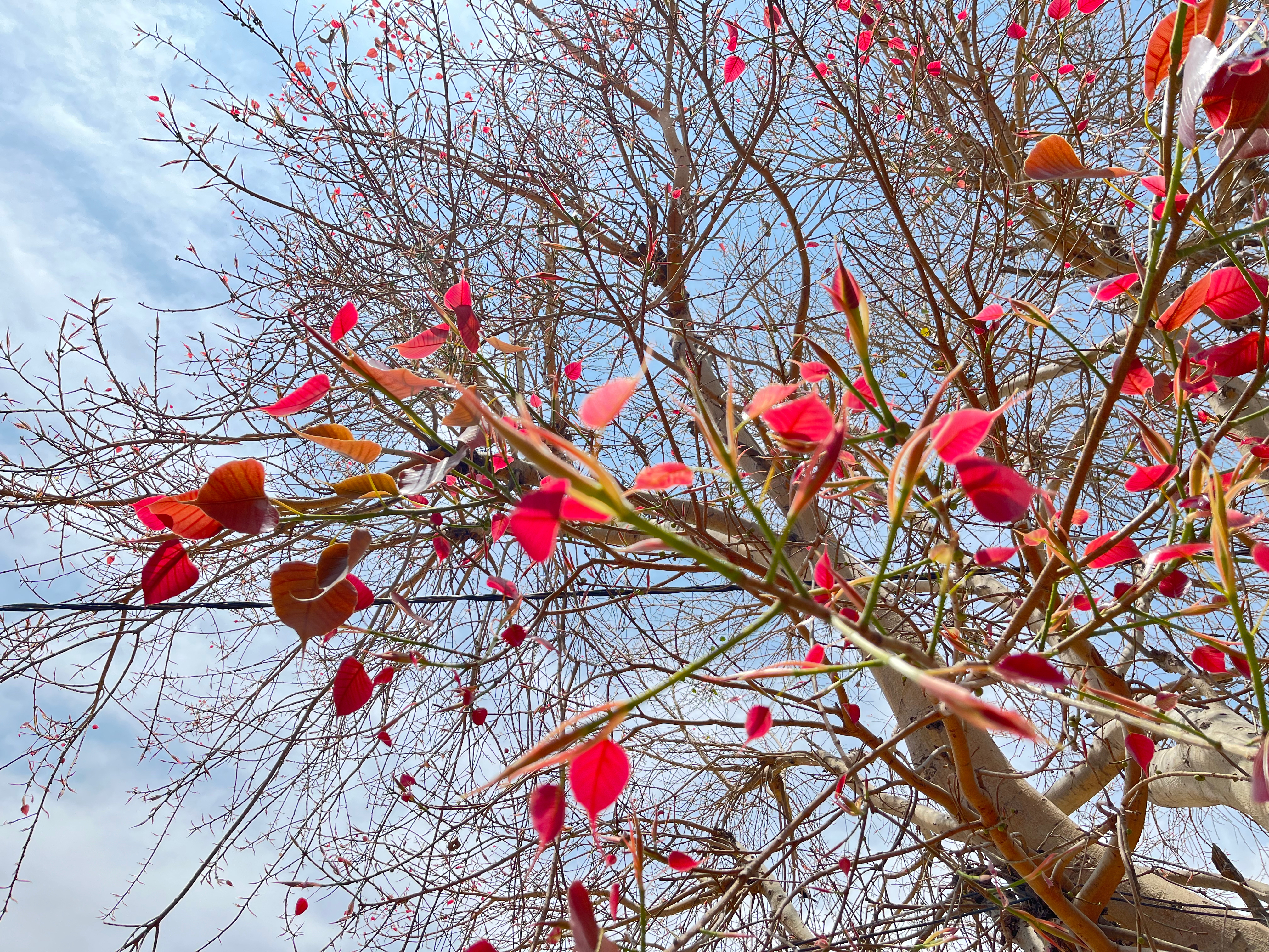 Peepal tree(Ficus religiosa) with new reddish leaves.