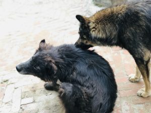 Two dogs on brick floor, male dog scratching for female dog.