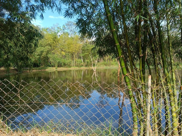 A pond surrounded by a fence and bamboo