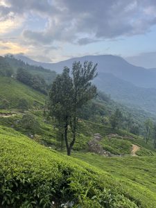 Green Hills(tea plantations) of Munnar.