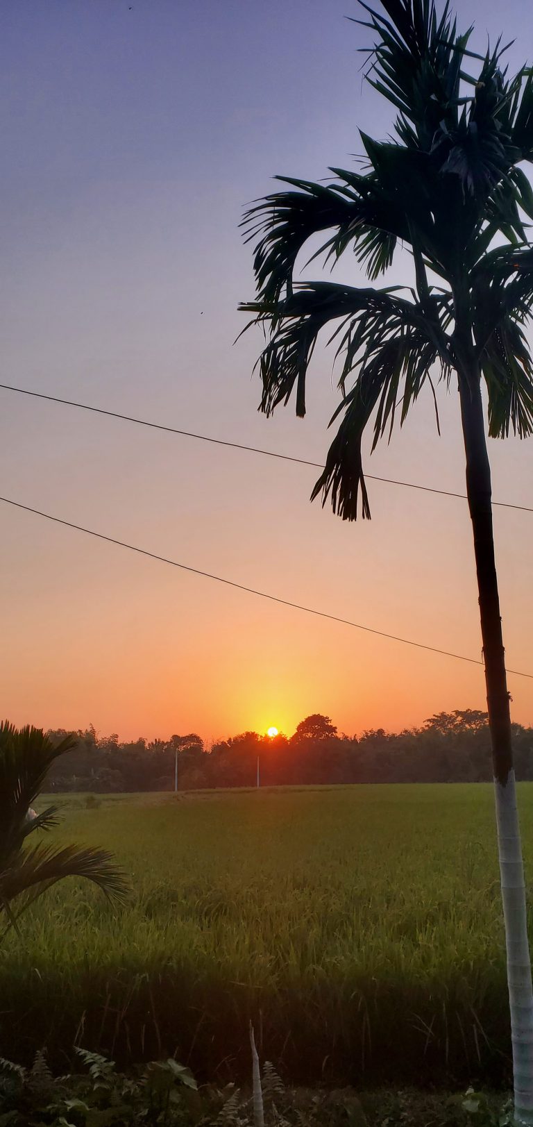 The small tree and grassy field are bathed in the warm glow of golden rays as the sun sets.