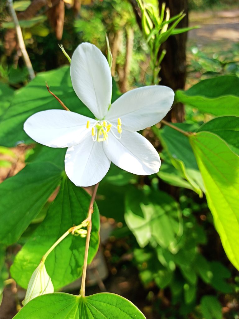 Mandaram White also called Bauhinia variegata, is a flowering legume from Southeast Asia and the Indian subcontinent.