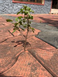 Tulsi plant growing through interlocking. 
#plant #nature 