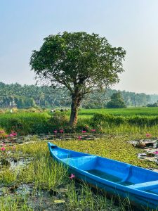 A pound with a boat and pink water lilies near a paddy field.