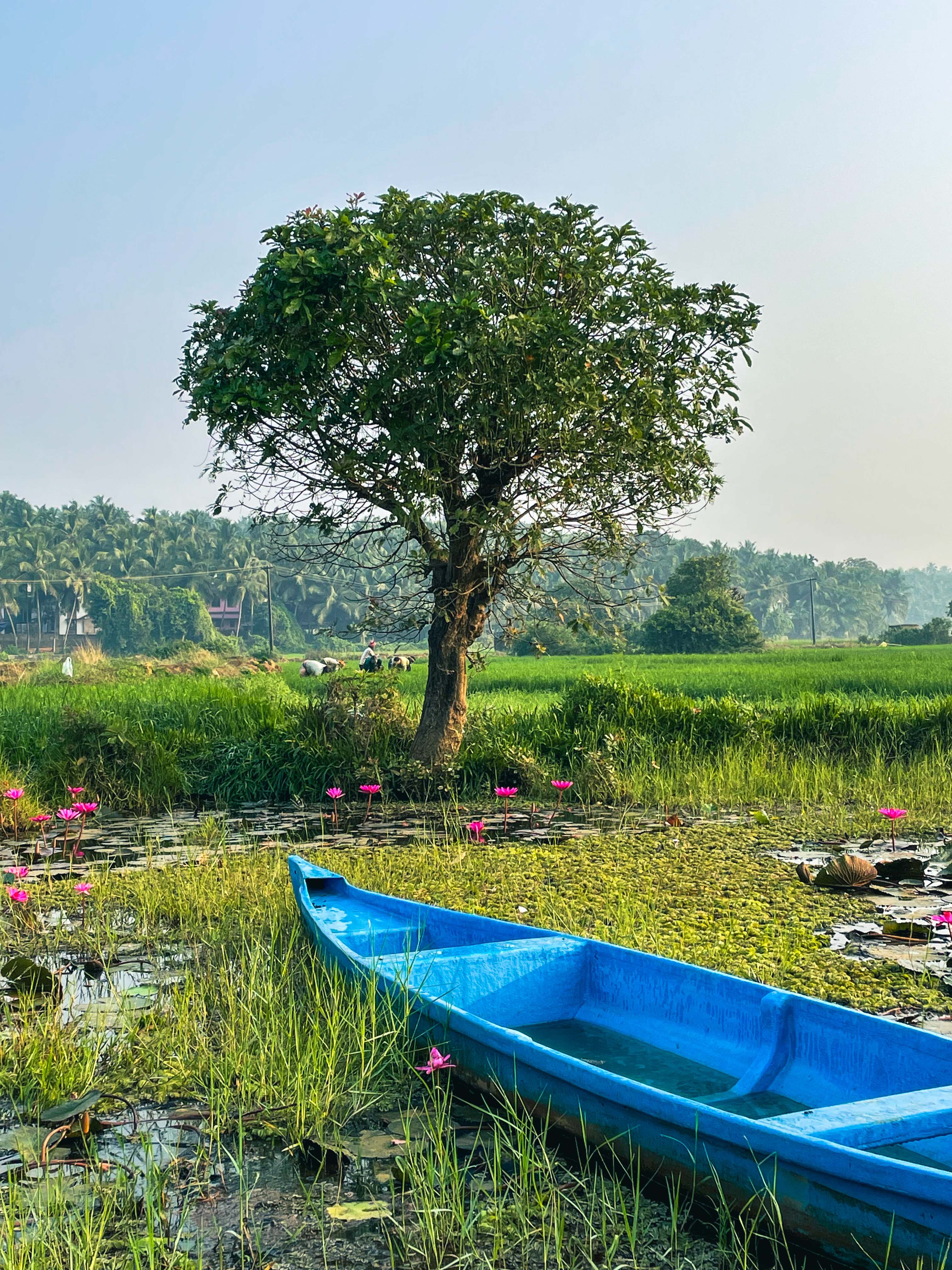 A pound with a boat and pink water lilies near a paddy field.