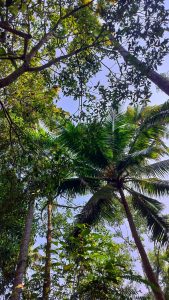 Looking through the leaves of tree, the sky in the backdrop