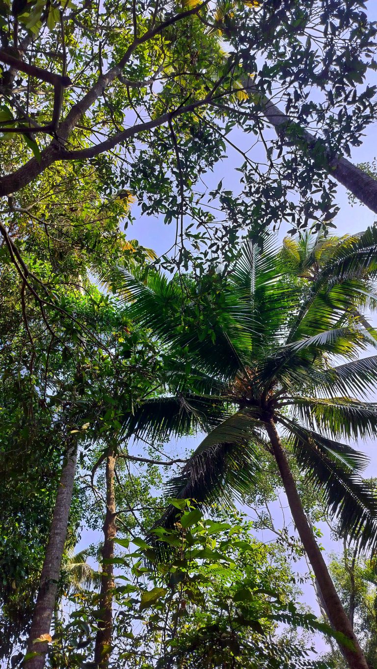 Looking through the leaves of tree, the sky in the backdrop