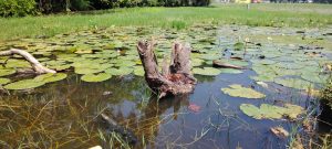 View larger photo: A pond with white water lilies and a fallen tree.