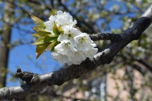 A close up of a flower on a tree