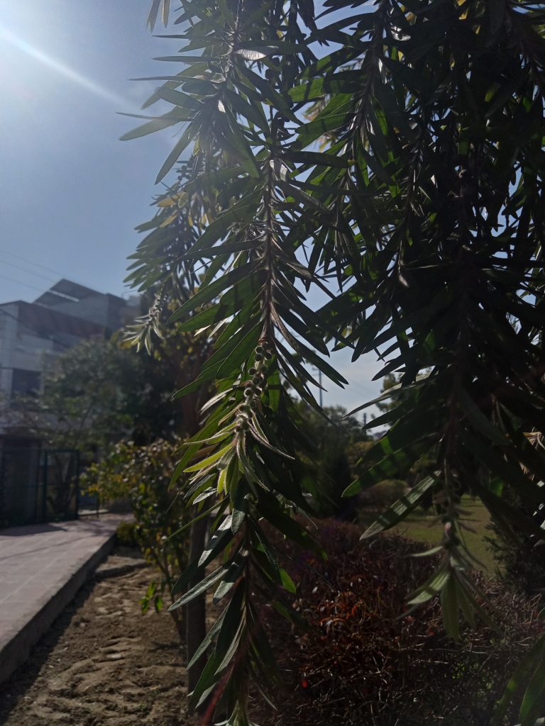 Sunlight illuminating the branches of a tree