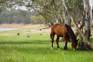 Brown horse grazing by a lake. 