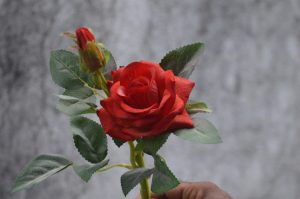 A beautiful red rose with leaves

