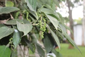 Black peppercorns, still green growing on the bush, leaves covered in fine soil dust.