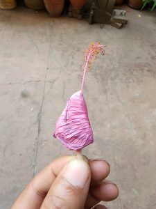Drying pink hibiscus flower

