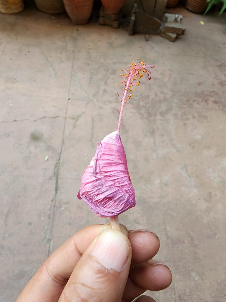 Drying pink hibiscus flower