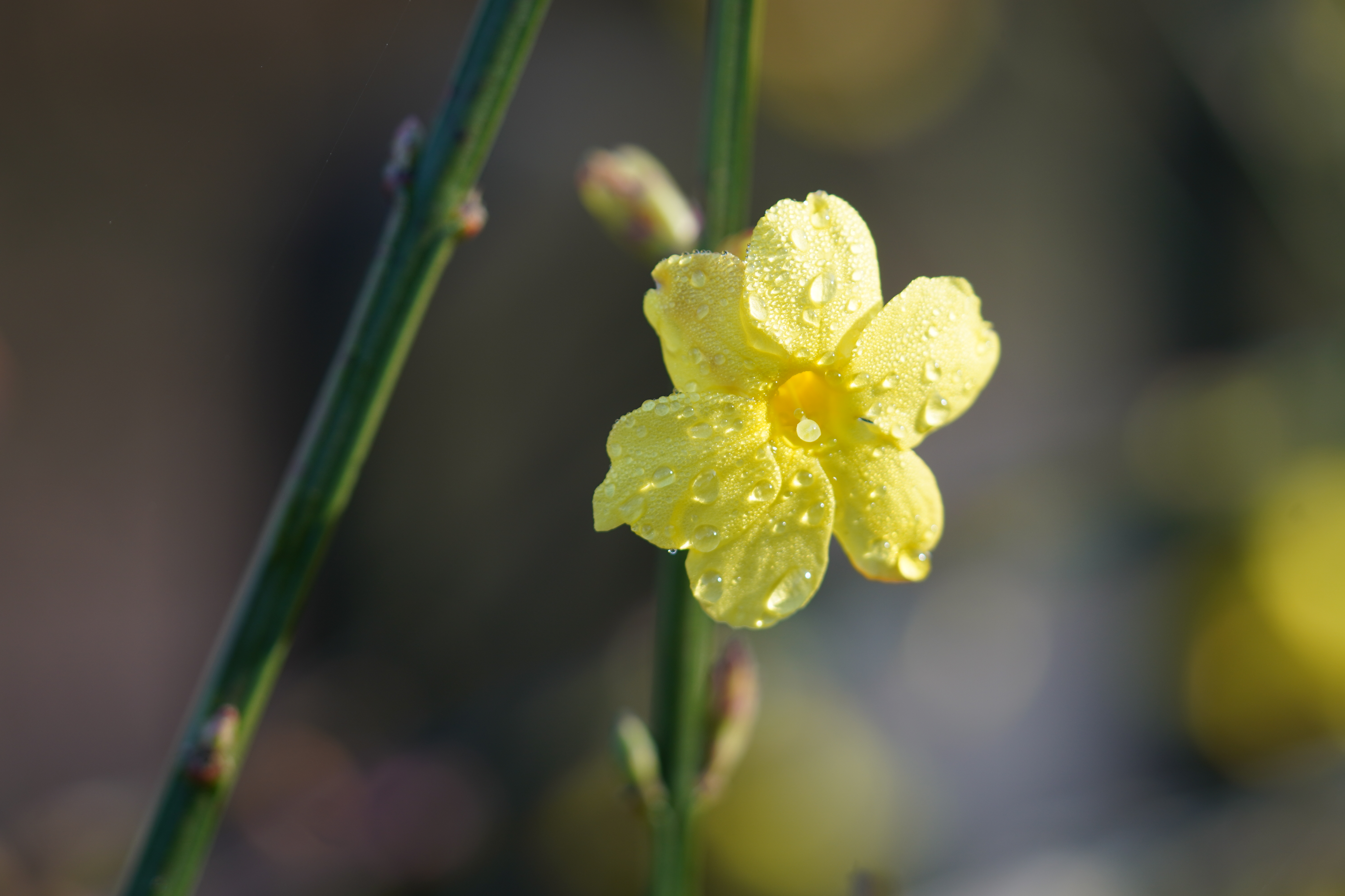 Single blossom of Winter-Jasmine (Jasminum nudiflorum) in the morning dew. The first flowering bush of the garden year.