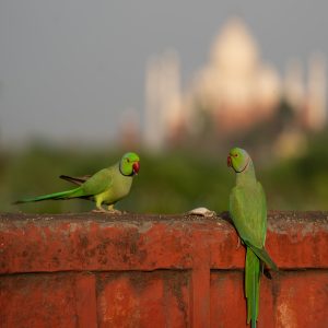 Two parrots enjoying their meal together.
