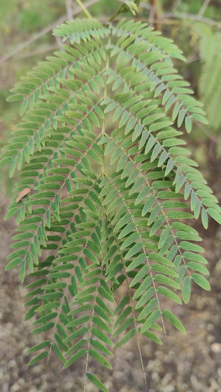 The beauty of a fern leaf, exhibiting a delicate structure that resembles nature’s version of lace. The vibrant green hues and the detailed pattern of the leaflets showcase the plant’s elegant geometry and the lush life force it embodies.
#NaturePhotography #FernLeaf #Greenery #PlantLife #BotanicalBeauty #LushLeaves