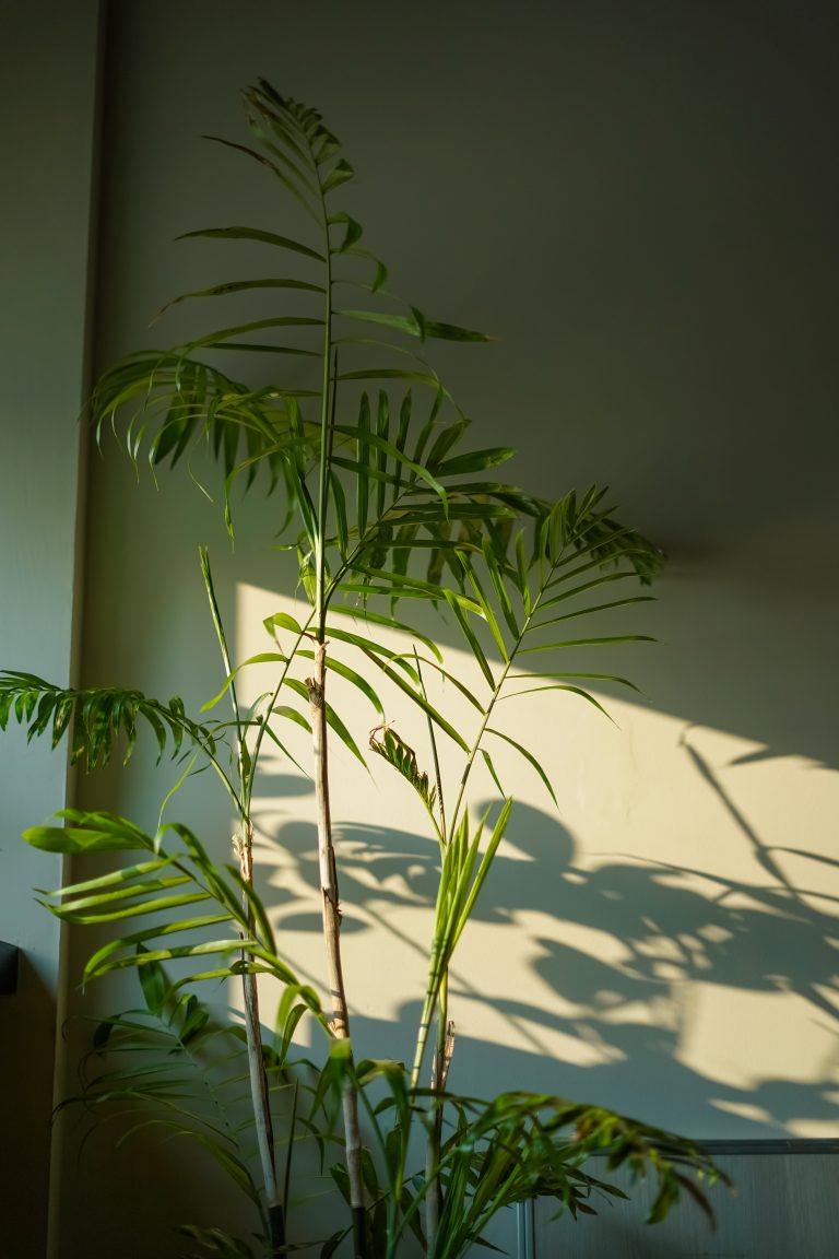 Sunlight hitting on the golden cane palm (Dypsis lutescens), also known as areca palm, yellow palm, butterfly palm, or bamboo palm.