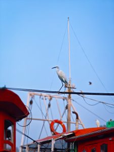 A white bird on a wire in a boatyard