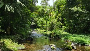 A stream runs through a lush green forest
Un arroyo atraviesa un frondoso bosque verde, Rio
