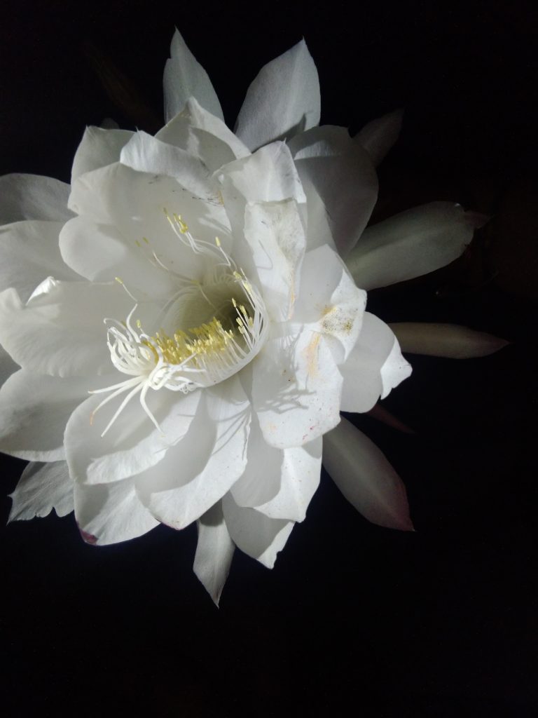 A blooming white Brahma Kamal (Saussurea obvallata) flower during the night in a home garden.