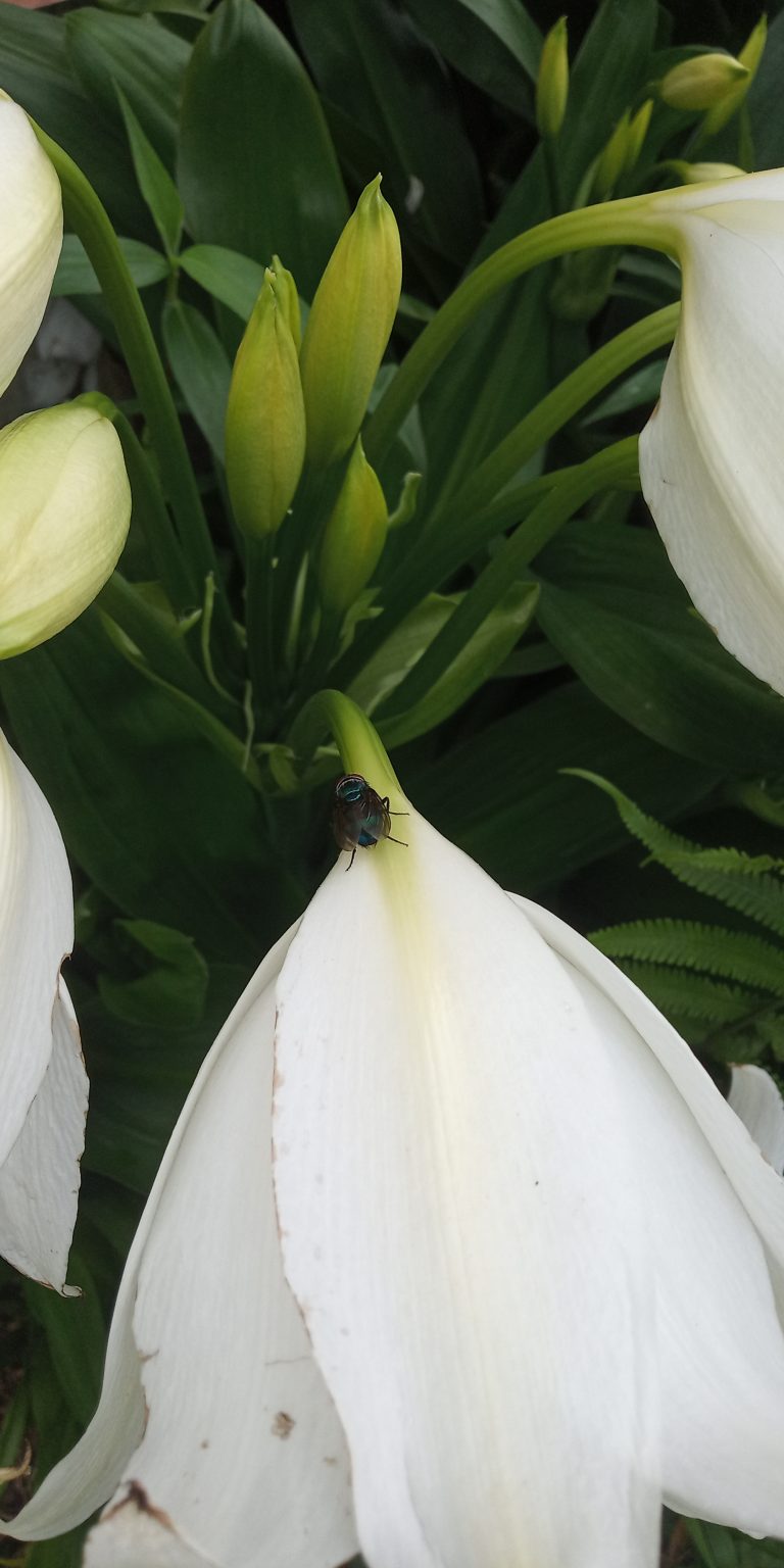 A Blue Bottle Fly sitting on a white flower