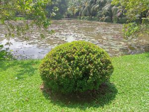 A bush in the grass by a pond.