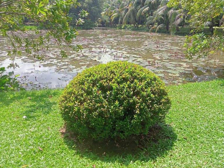 A bush in the grass by a pond.