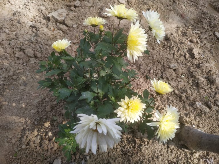 Light yellow flowers