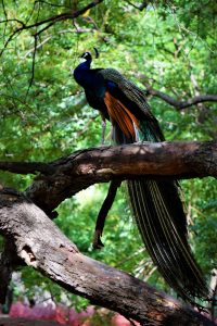 Resting peacock on a tree branch: Majestic bird with vibrant feathers, finding tranquility in nature.