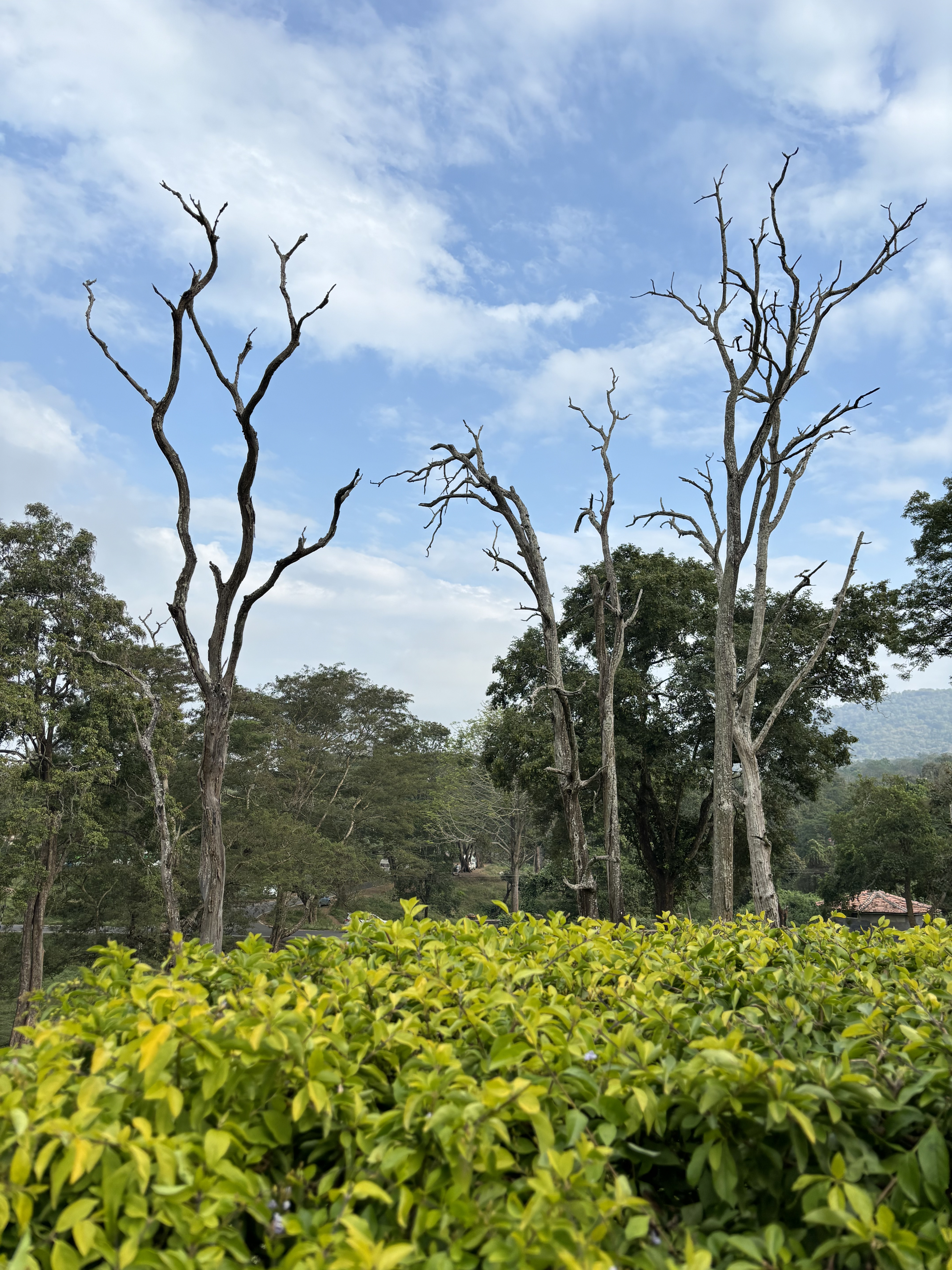 Leafless trees stand amidst a lush canopy of green.